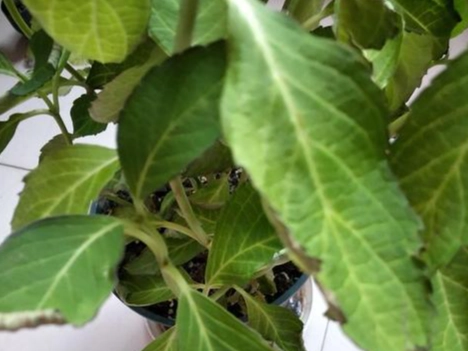 繡球花葉緣焦枯