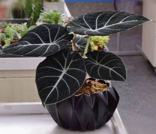 黑絲絨觀音蓮開花