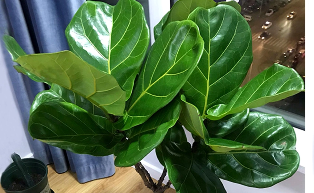 琴葉榕照顧方式