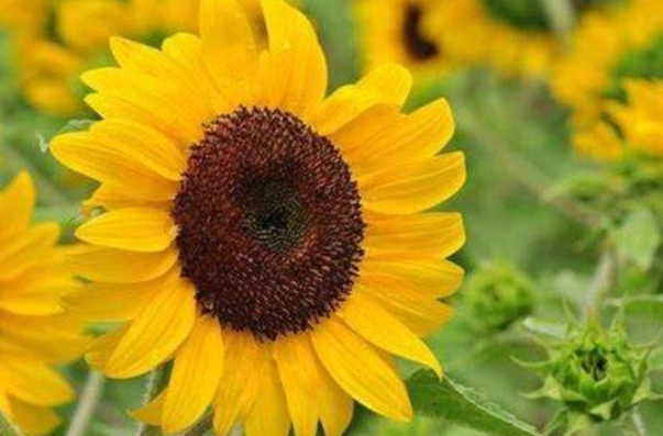 矮性向日葵種植