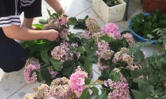 繡球花枯萎怎麼救