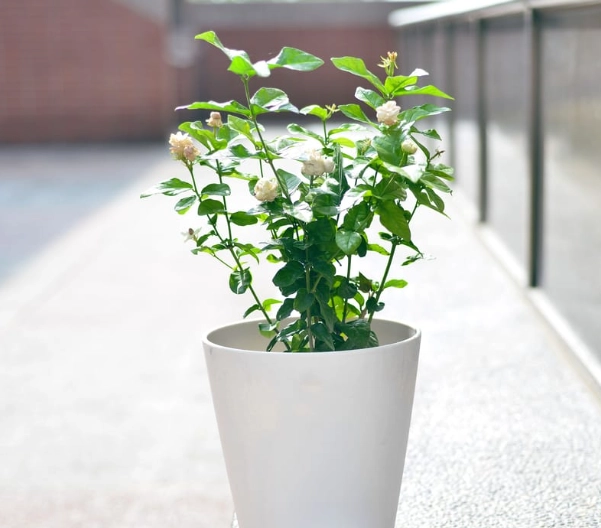 茉莉花盆栽種植