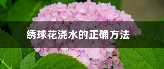 繡球花如何澆水