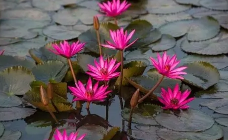 睡蓮如何繁殖？