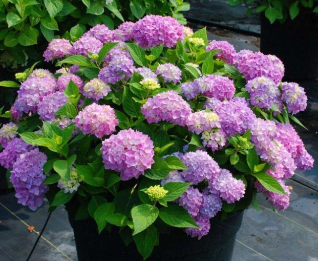 繡球花肥料推薦