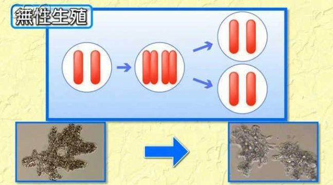 有性生殖無性生殖差別