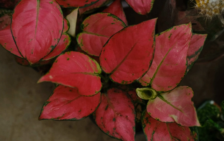 聖誕紅如何讓葉子變紅？