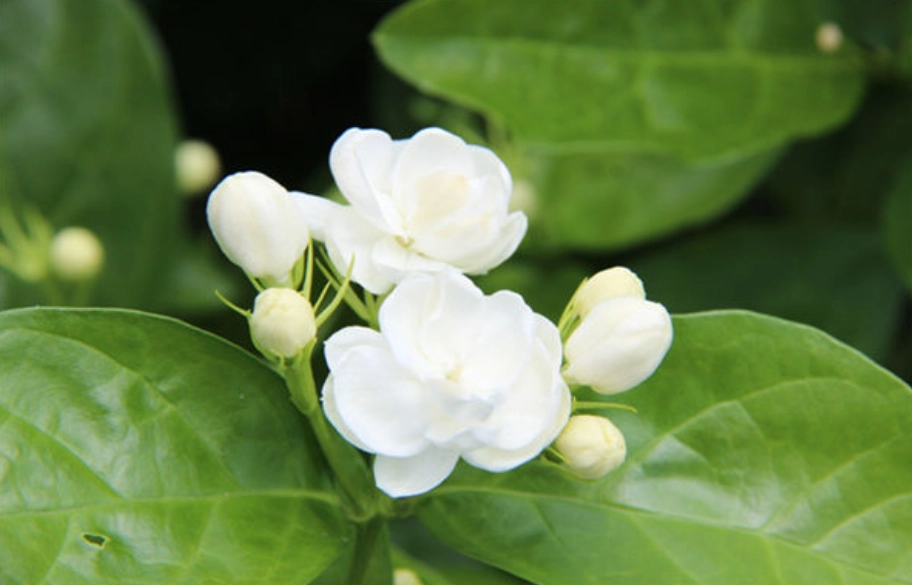 茉莉花要每天澆水嗎？