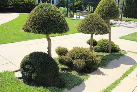修剪樹木造型